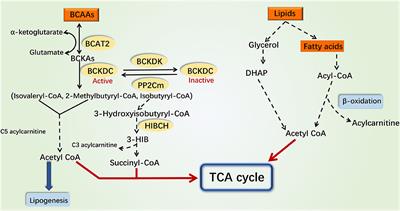 Coordinated Modulation of Energy Metabolism and Inflammation by Branched-Chain Amino Acids and Fatty Acids